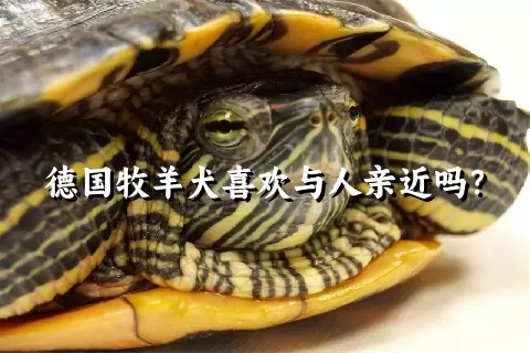 德国牧羊犬喜欢与人亲近吗？