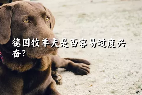 德国牧羊犬是否容易过度兴奋？