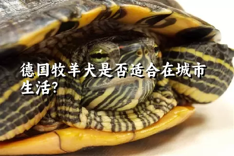 德国牧羊犬是否适合在城市生活？