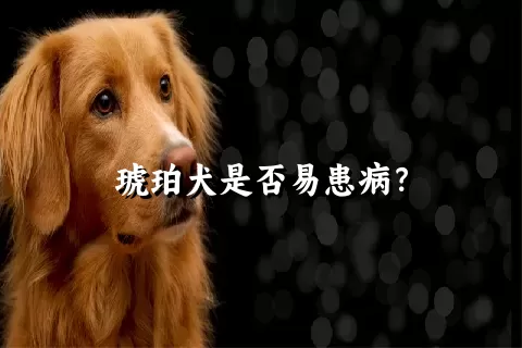 琥珀犬是否易患病？
