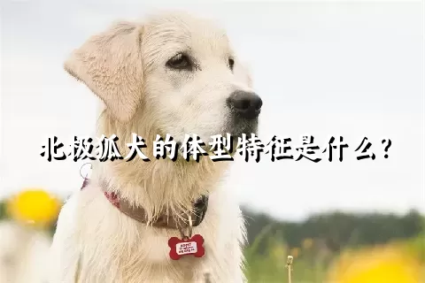 北极狐犬的体型特征是什么？
