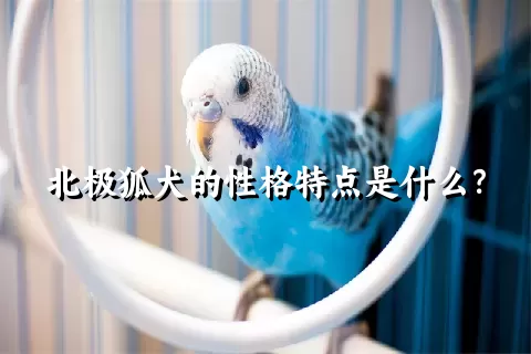 北极狐犬的性格特点是什么？