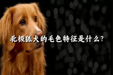 北极狐犬的毛色特征是什么？