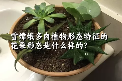 雪嫦娥多肉植物形态特征的花朵形态是什么样的？