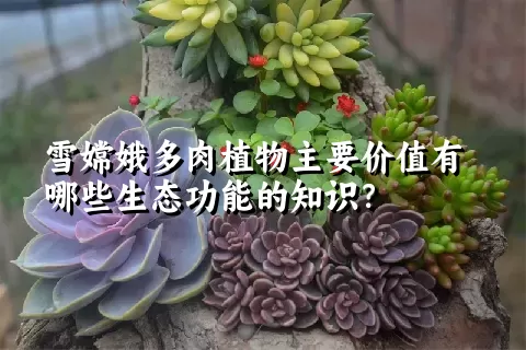 雪嫦娥多肉植物主要价值有哪些生态功能的知识？