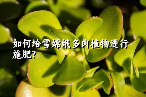 如何给雪嫦娥多肉植物进行施肥?