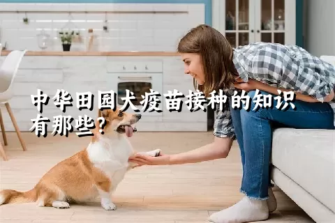 中华田园犬疫苗接种的知识有那些？