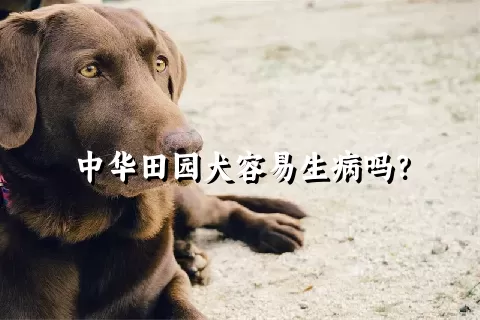 中华田园犬容易生病吗？