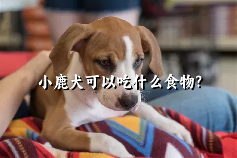 小鹿犬可以吃什么食物?