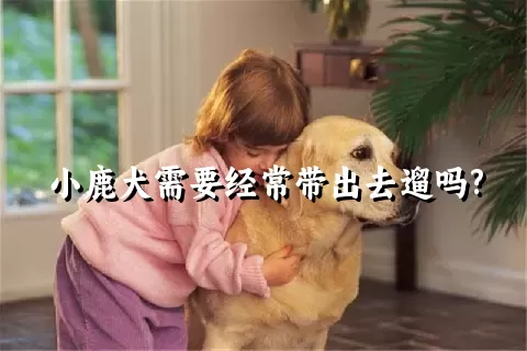小鹿犬需要经常带出去遛吗?