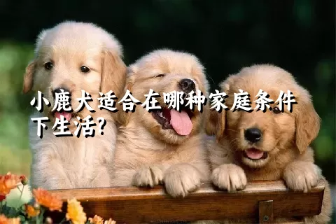 小鹿犬适合在哪种家庭条件下生活?