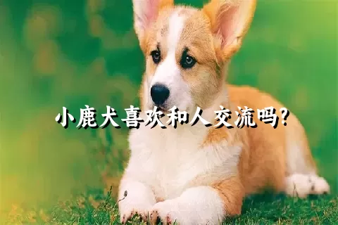 小鹿犬喜欢和人交流吗?