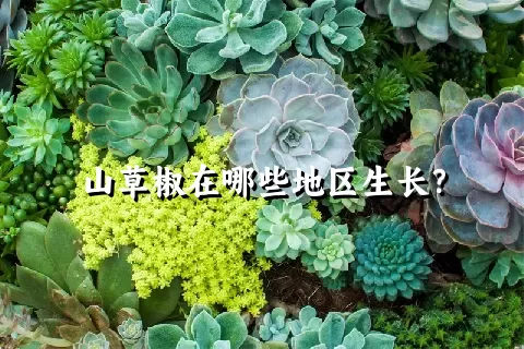 山草椒在哪些地区生长？