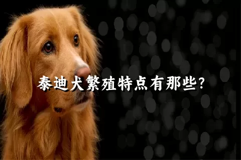 泰迪犬繁殖特点有那些？