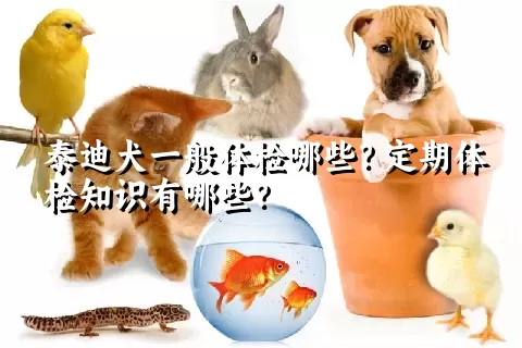 泰迪犬一般体检哪些？定期体检知识有哪些？