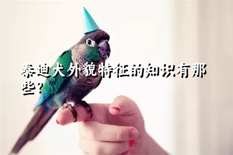 泰迪犬外貌特征的知识有那些？