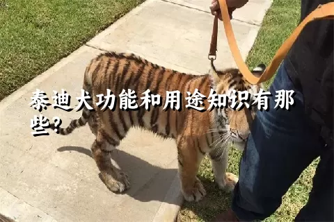 泰迪犬功能和用途知识有那些？