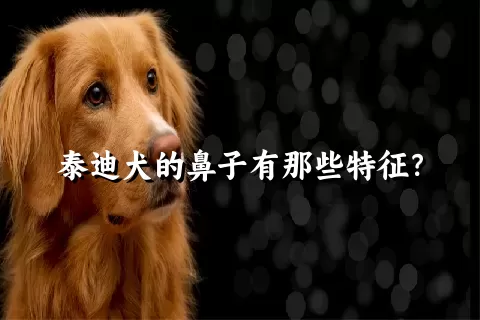 泰迪犬的鼻子有那些特征？