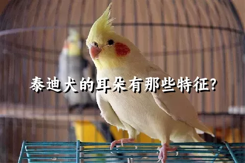 泰迪犬的耳朵有那些特征？