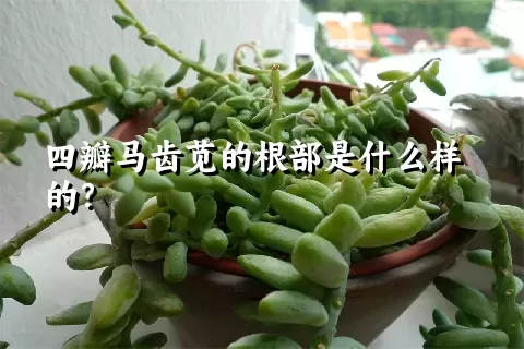四瓣马齿苋的根部是什么样的？
