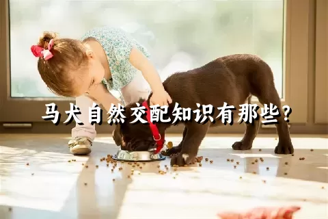 马犬自然交配知识有那些？