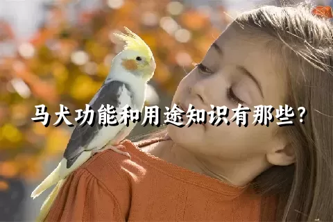 马犬功能和用途知识有那些？
