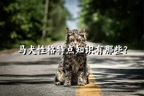 马犬性格特点知识有那些？