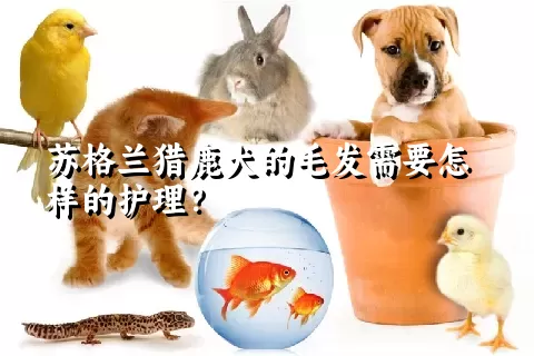 苏格兰猎鹿犬的毛发需要怎样的护理？