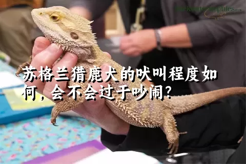苏格兰猎鹿犬的吠叫程度如何，会不会过于吵闹？