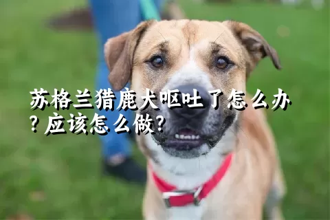 苏格兰猎鹿犬呕吐了怎么办？应该怎么做？