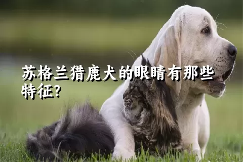 苏格兰猎鹿犬的眼睛有那些特征？