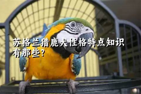 苏格兰猎鹿犬性格特点知识有那些？