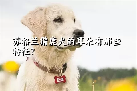 苏格兰猎鹿犬的耳朵有那些特征？