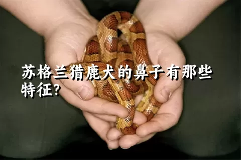 苏格兰猎鹿犬的鼻子有那些特征？