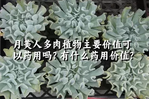 月美人多肉植物主要价值可以药用吗？有什么药用价值？