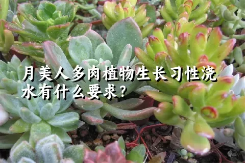 月美人多肉植物生长习性浇水有什么要求？	