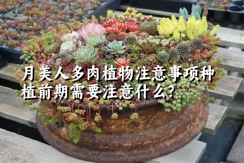 月美人多肉植物注意事项种植前期需要注意什么？ 