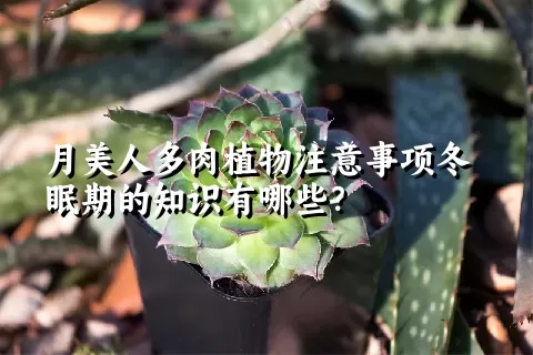 月美人多肉植物注意事项冬眠期的知识有哪些？