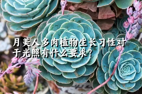 月美人多肉植物生长习性对于光照有什么要求？