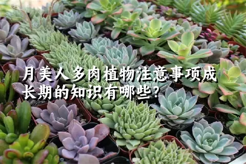 月美人多肉植物注意事项成长期的知识有哪些？ 
