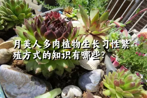 月美人多肉植物生长习性繁殖方式的知识有哪些？
