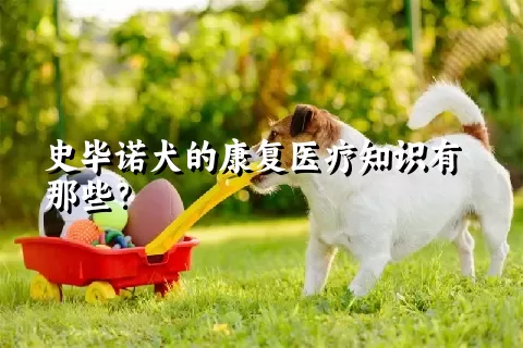 史毕诺犬的康复医疗知识有那些？