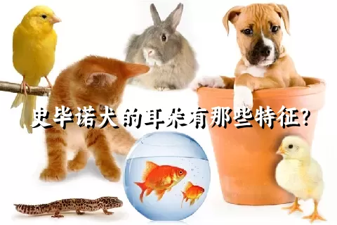 史毕诺犬的耳朵有那些特征？