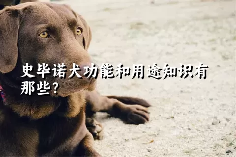 史毕诺犬功能和用途知识有那些？