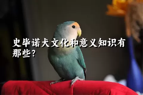 史毕诺犬文化和意义知识有那些？