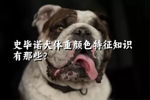 史毕诺犬体重颜色特征知识有那些？