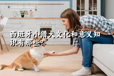 西班牙小猎犬文化和意义知识有那些？
