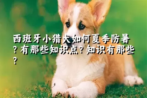 西班牙小猎犬如何夏季防暑？有那些知识点？知识有那些？