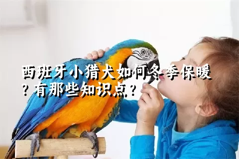 西班牙小猎犬如何冬季保暖？有那些知识点？