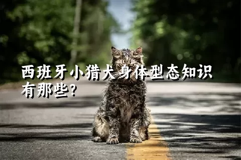 西班牙小猎犬身体型态知识有那些？